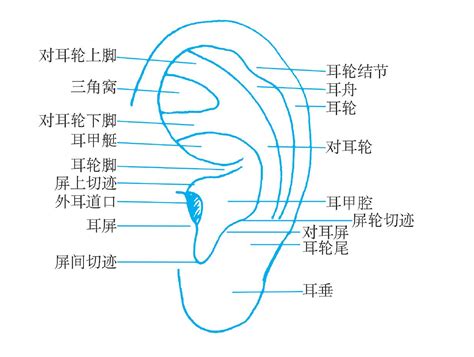 耳廓耳洞